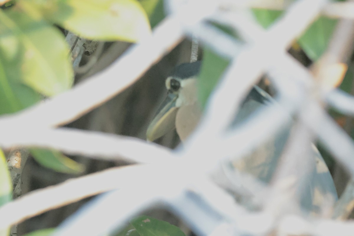 Boat-billed Heron - ML647210123