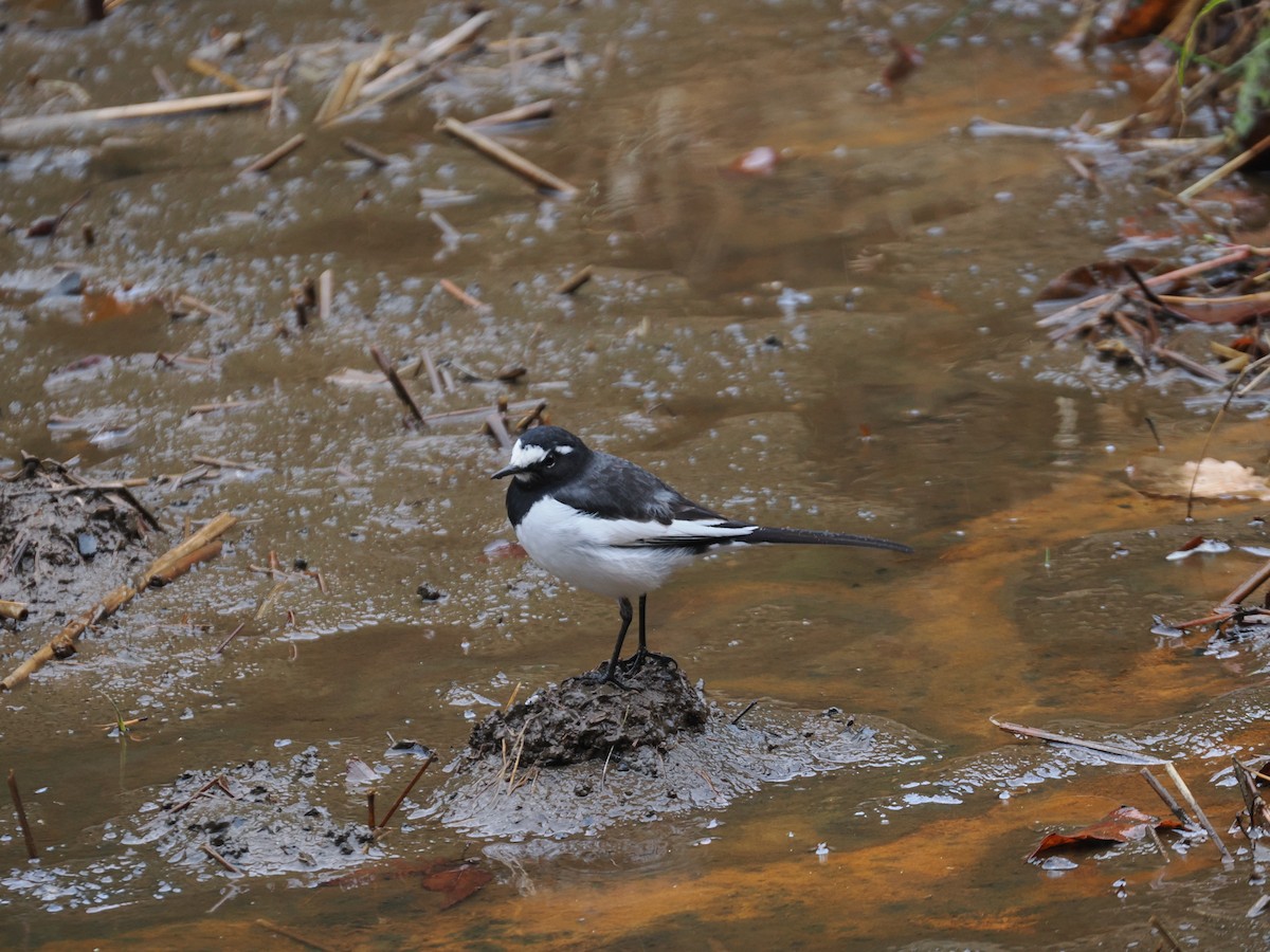 Japanese Wagtail - ML647210125