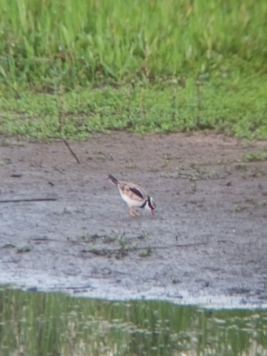 Black-fronted Dotterel - ML647210127