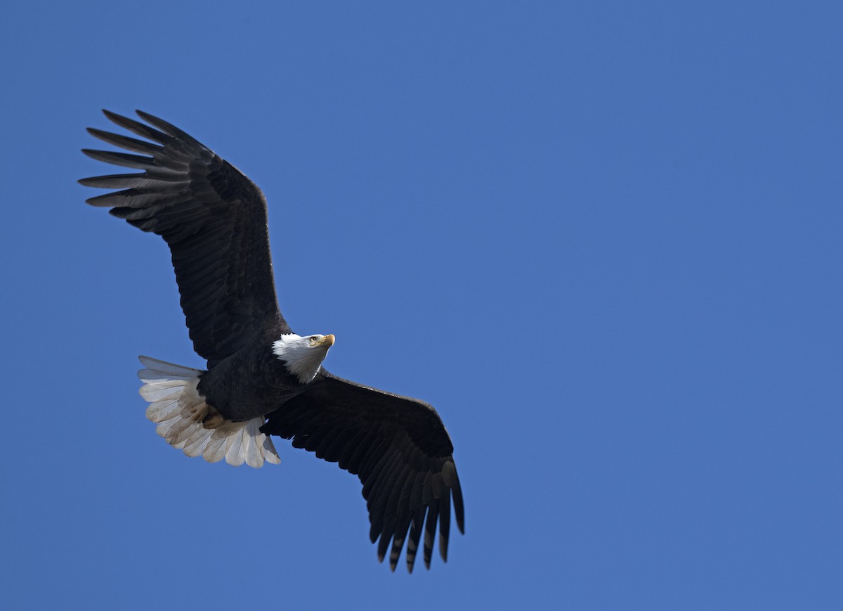 Bald Eagle - ML647210130
