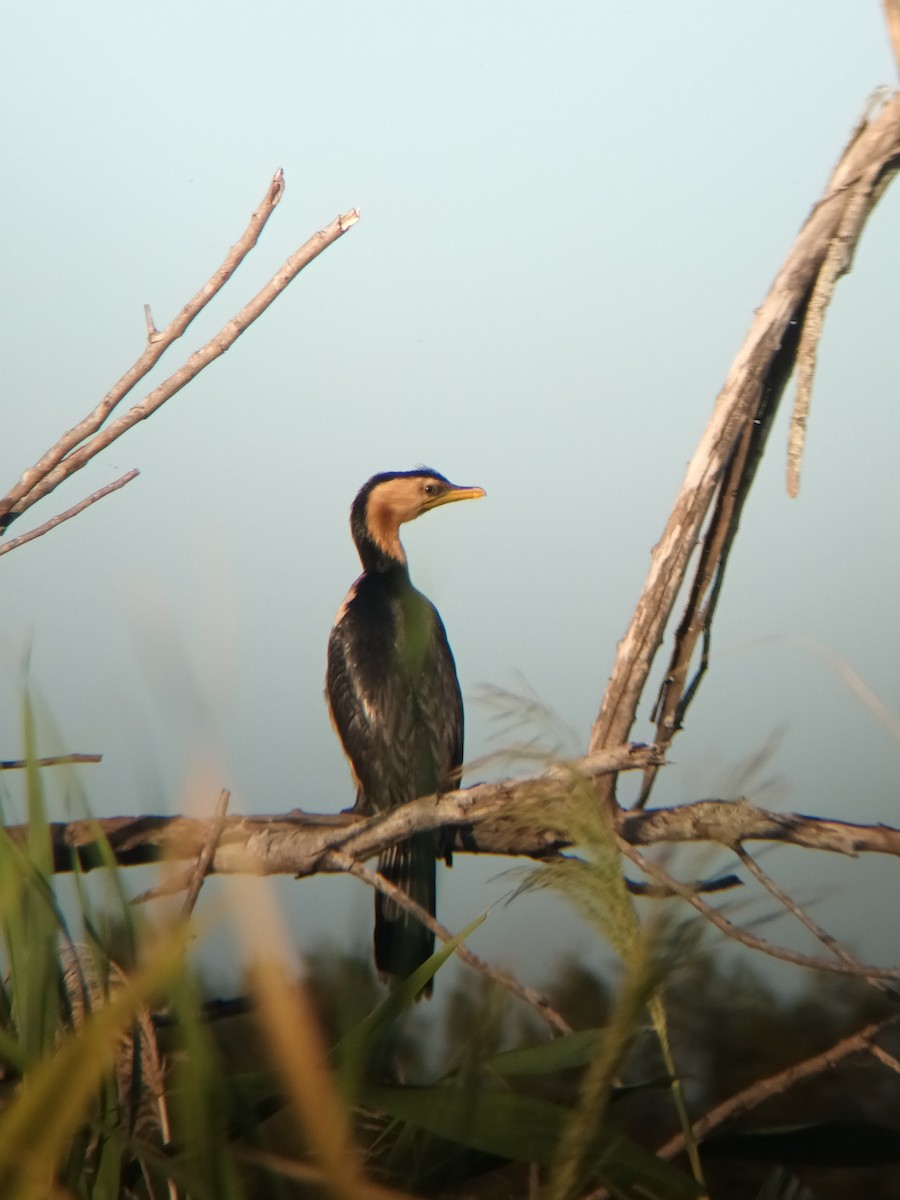 Little Pied Cormorant - ML647210132