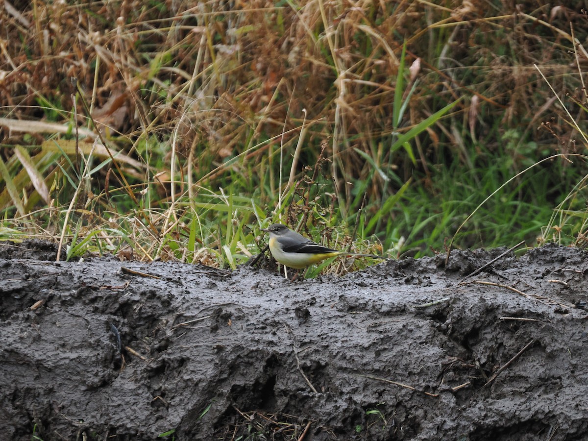 Плиска гірська - ML647210133