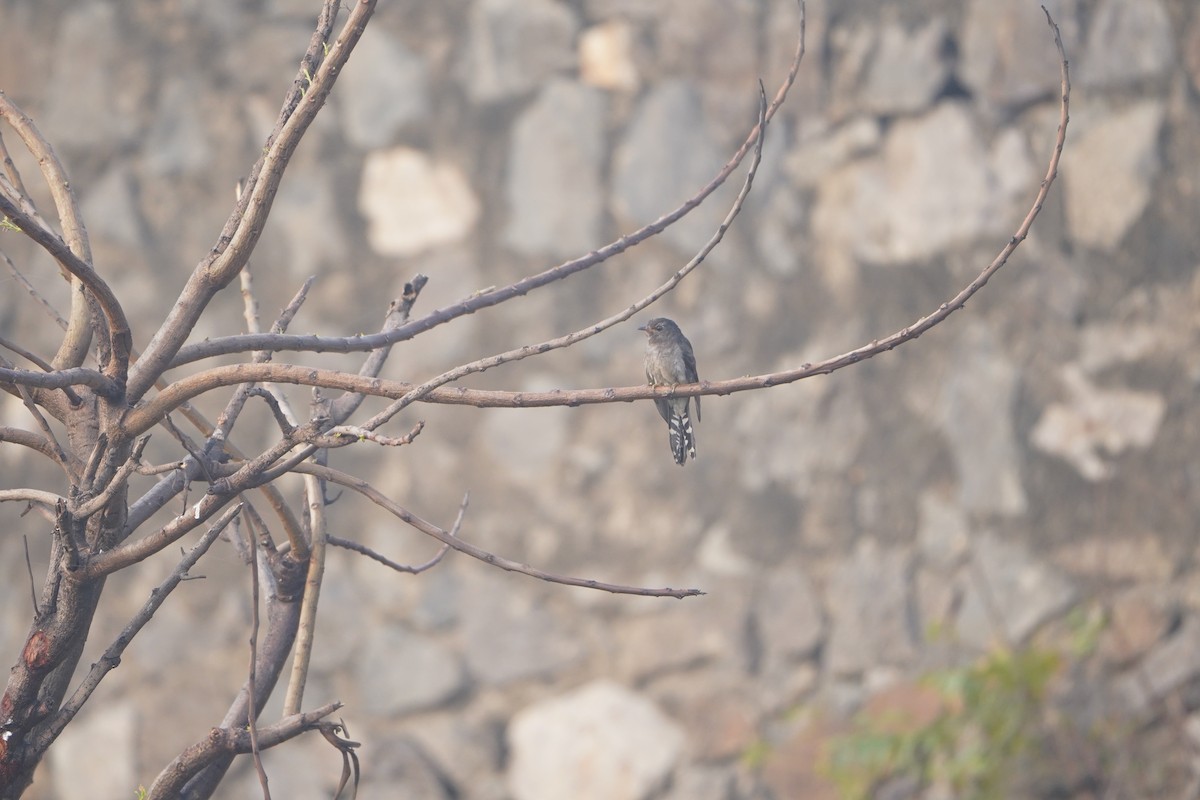 kukačka šedobřichá - ML647210145