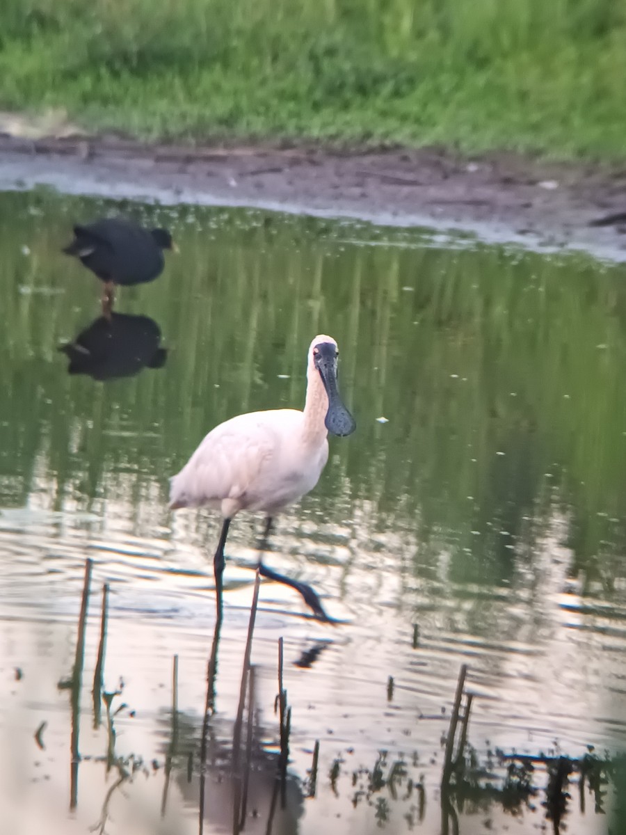 Royal Spoonbill - ML647210147