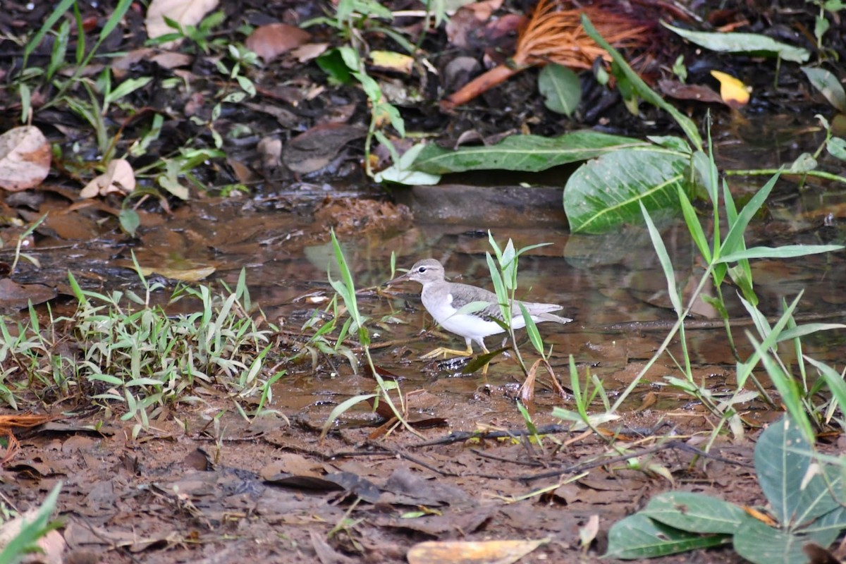 Spotted Sandpiper - ML647210148