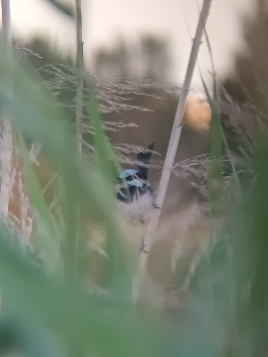 Superb Fairywren - ML647210149