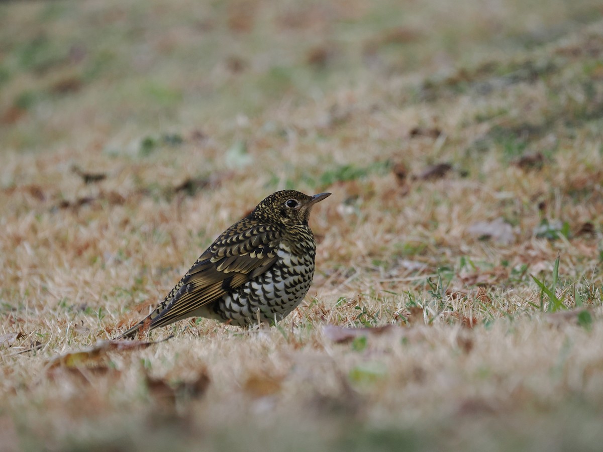 Квічаль тайговий - ML647210154