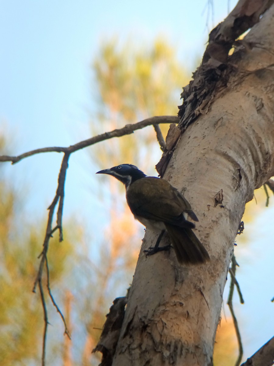 Blue-faced Honeyeater - ML647210155