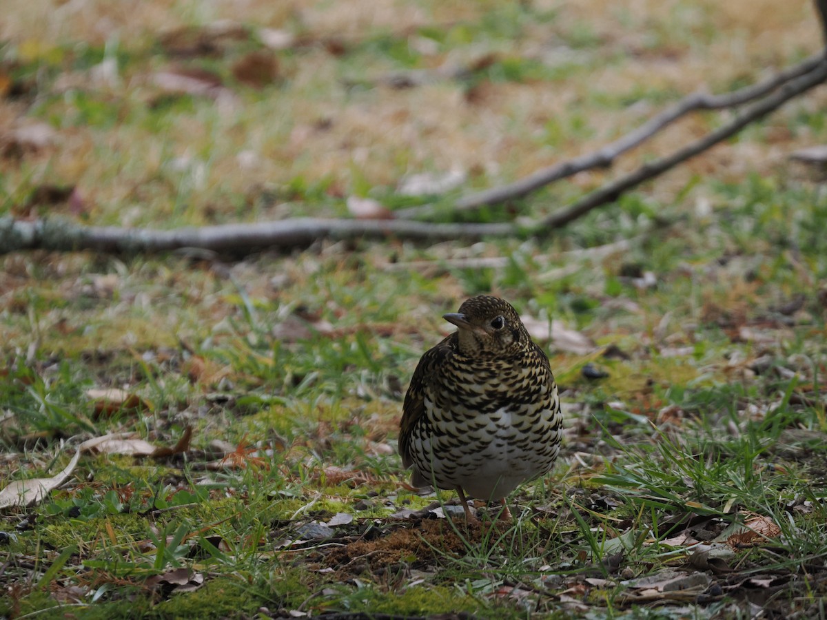Квічаль тайговий - ML647210158