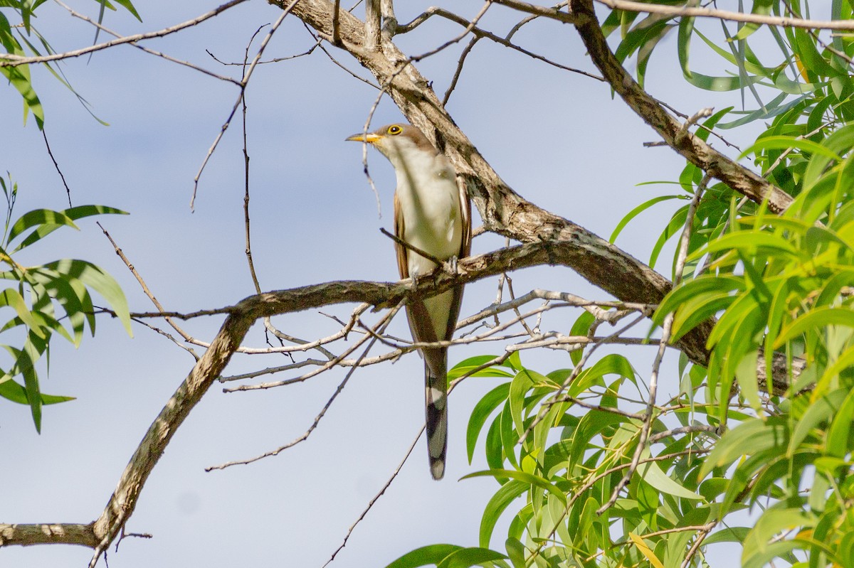 Yellow-billed Cuckoo - ML647210162