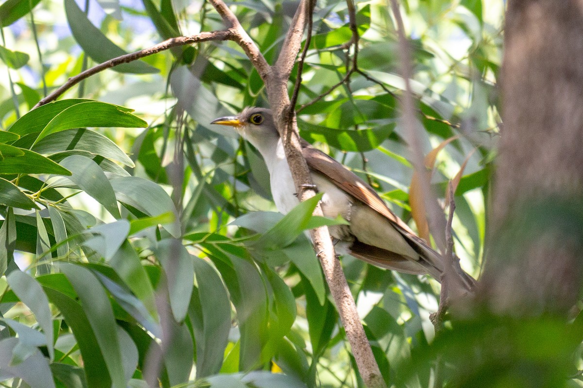 Yellow-billed Cuckoo - ML647210163