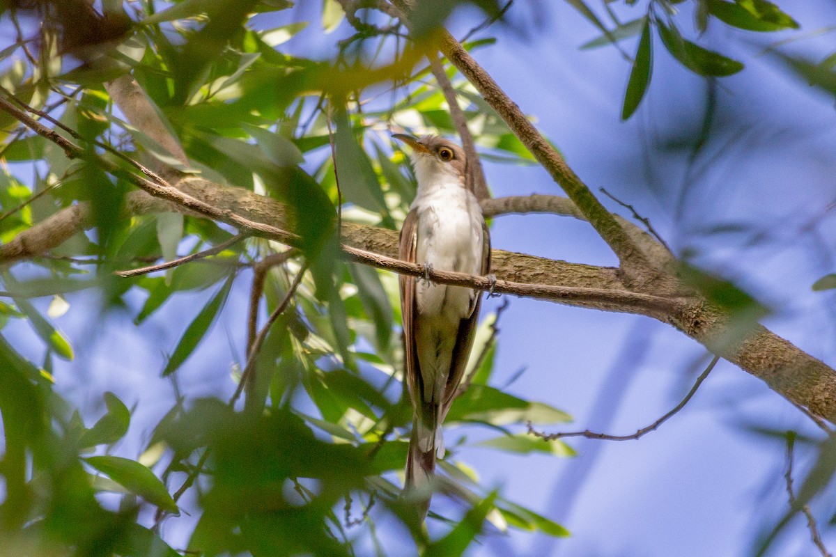 Yellow-billed Cuckoo - ML647210164