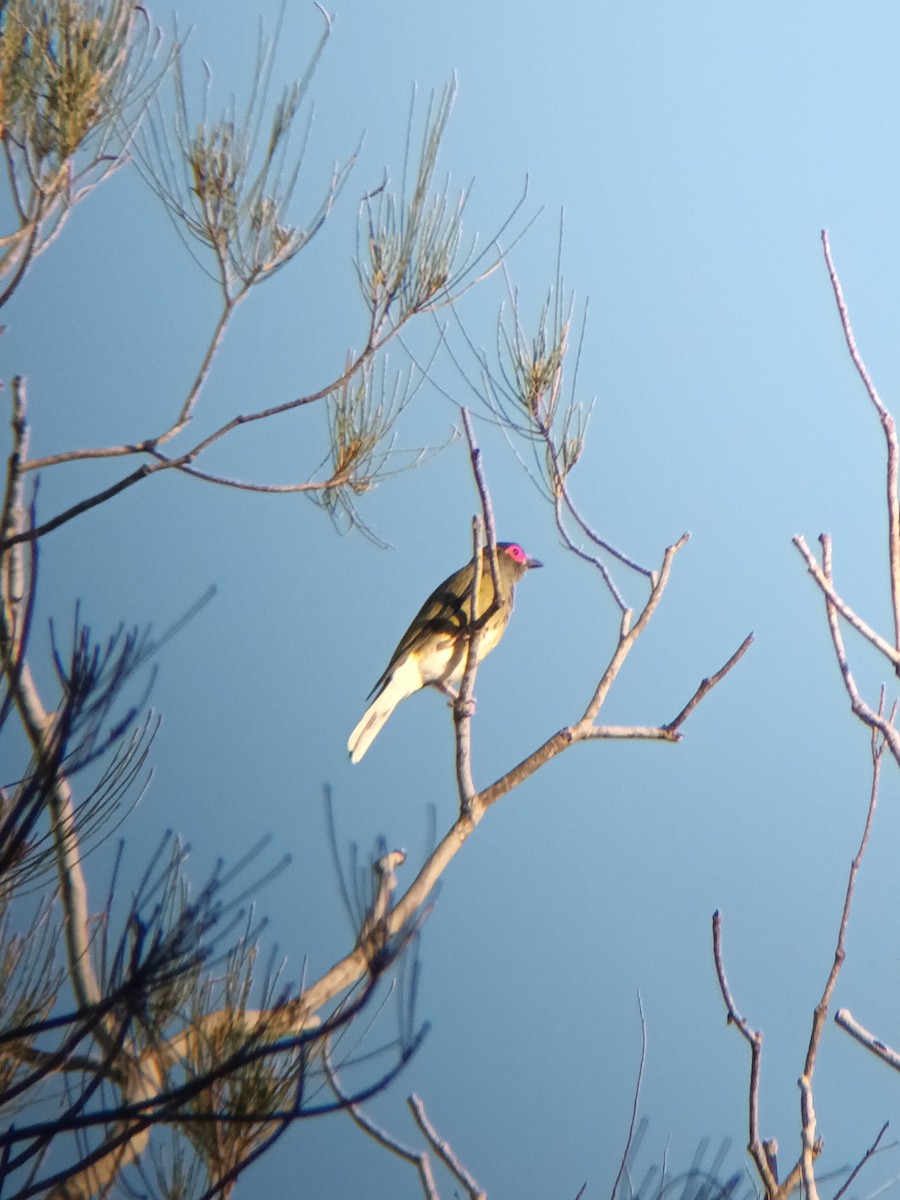 Australasian Figbird - ML647210165