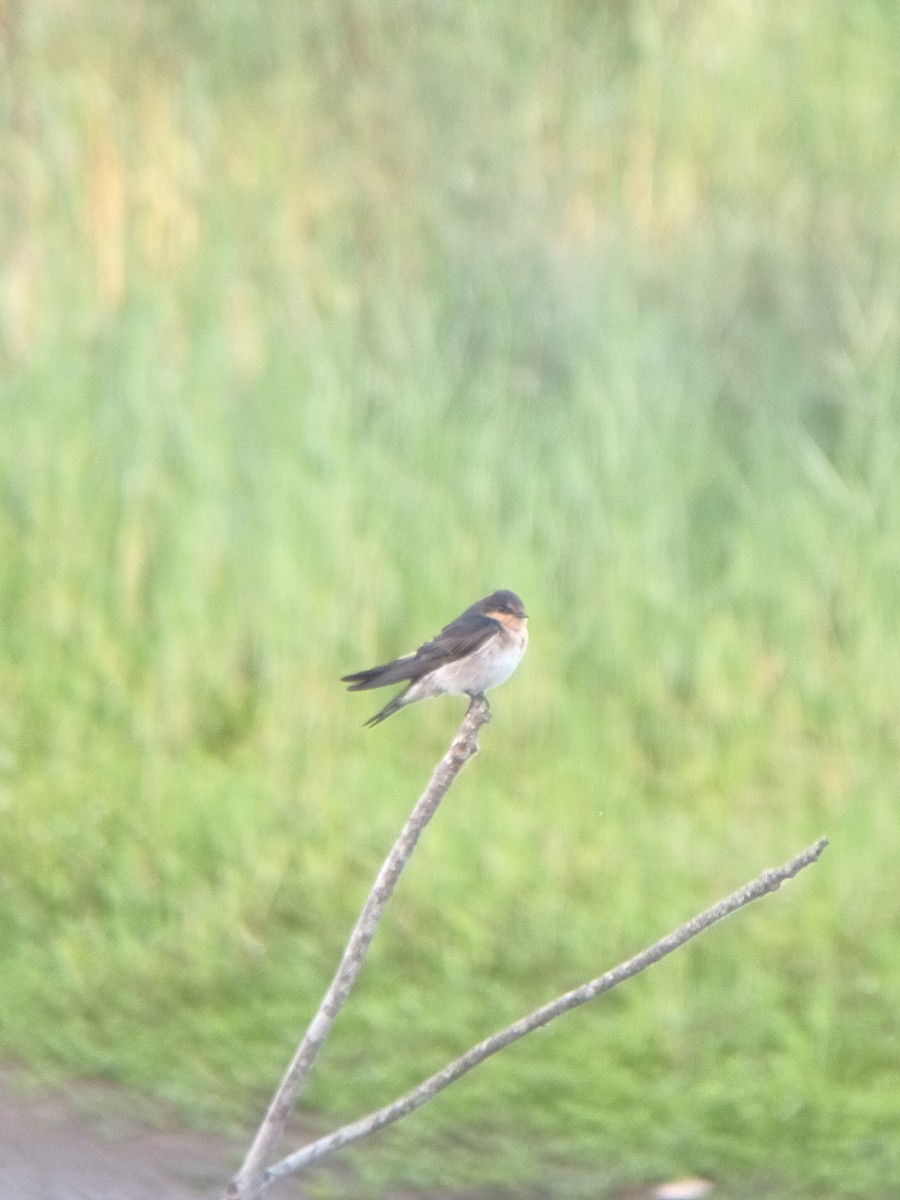 Welcome Swallow - ML647210169