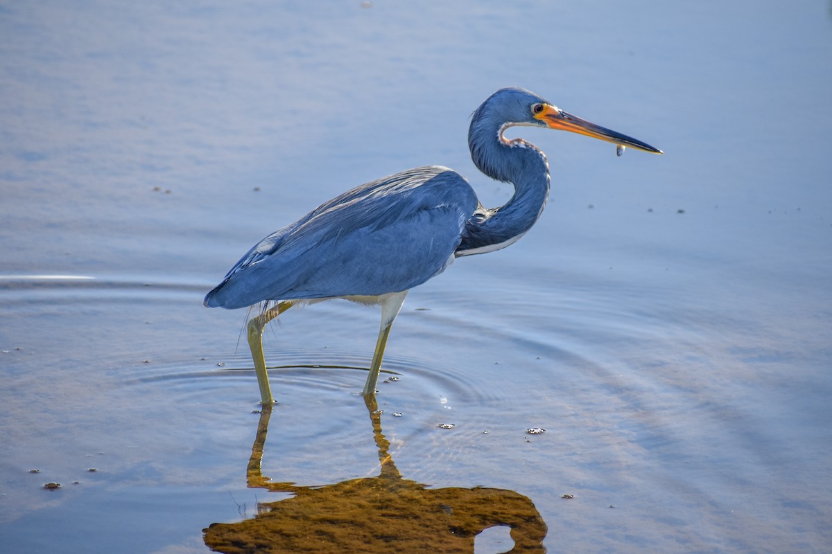 Tricolored Heron - ML647210178