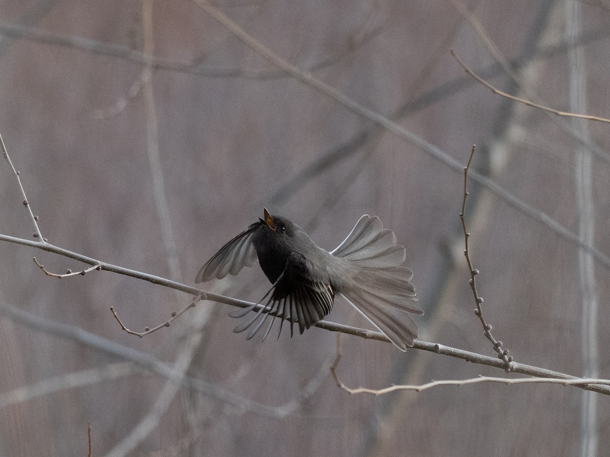 Black Phoebe - ML647210180