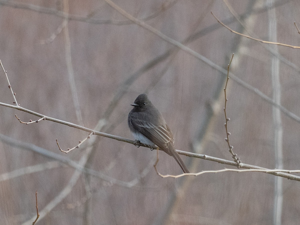 Black Phoebe - ML647210181