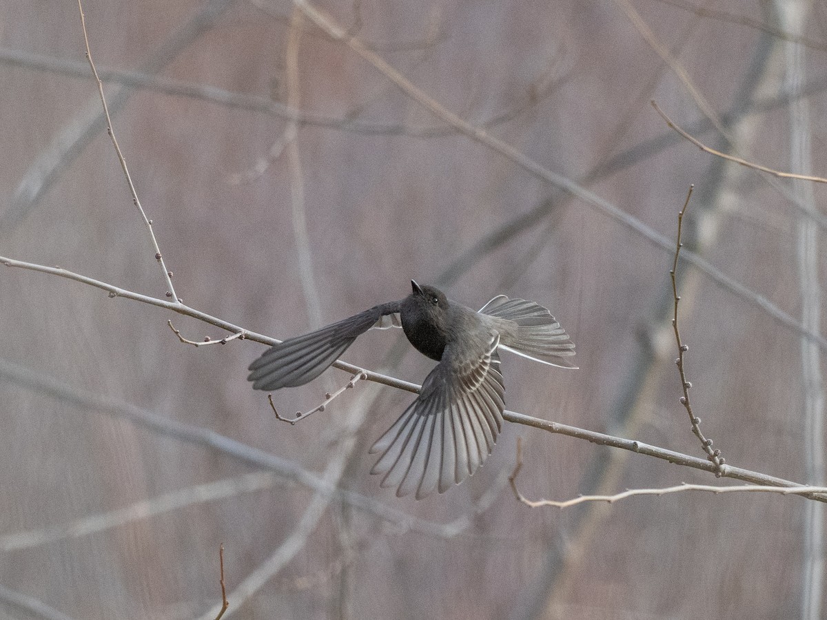 Black Phoebe - ML647210182