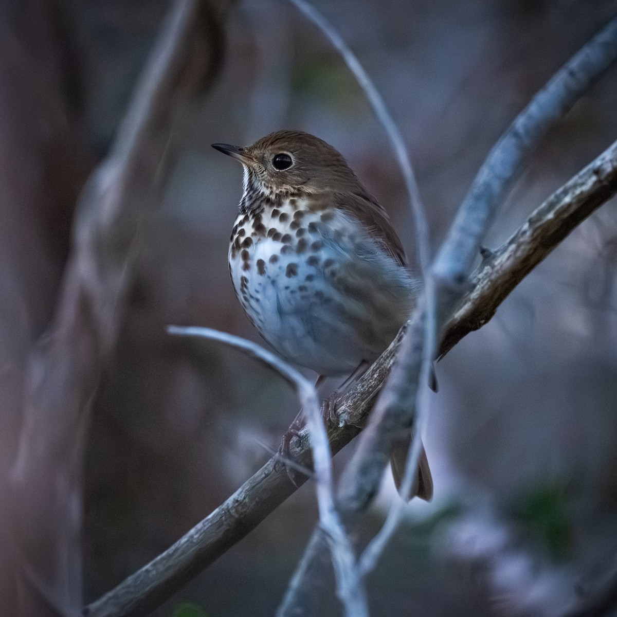 Hermit Thrush - ML647210183