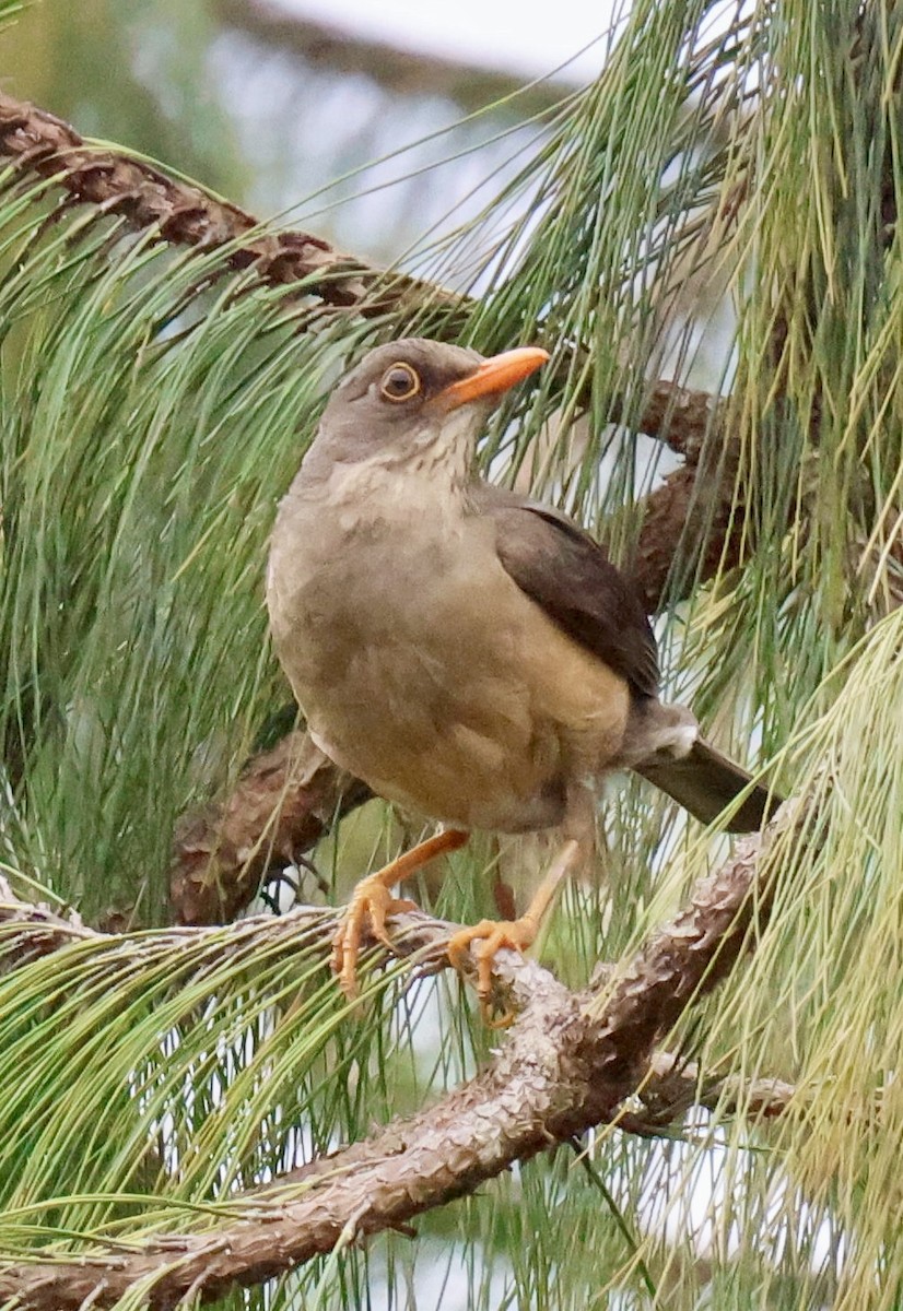 Эфиопский дрозд - ML647210185