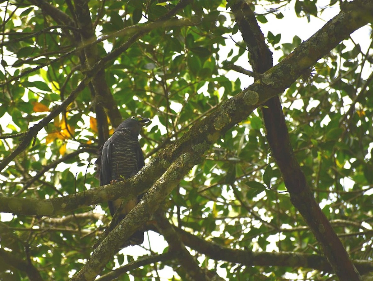 Hook-billed Kite - ML647210192