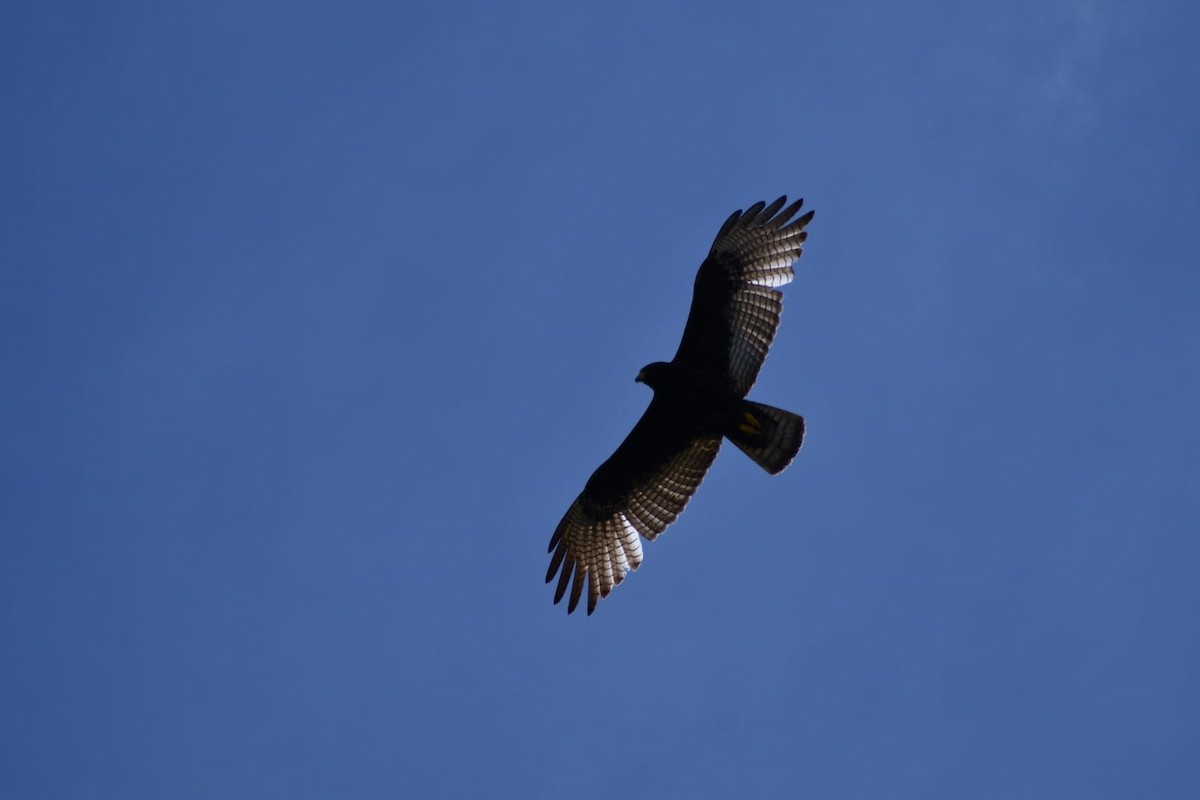 Zone-tailed Hawk - ML647210202