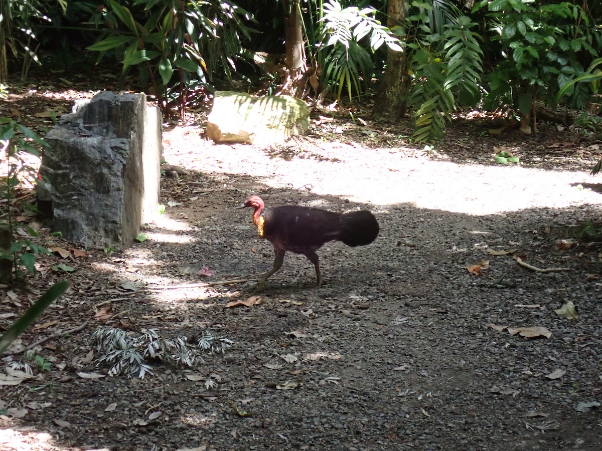 Australian Brushturkey - ML647210204