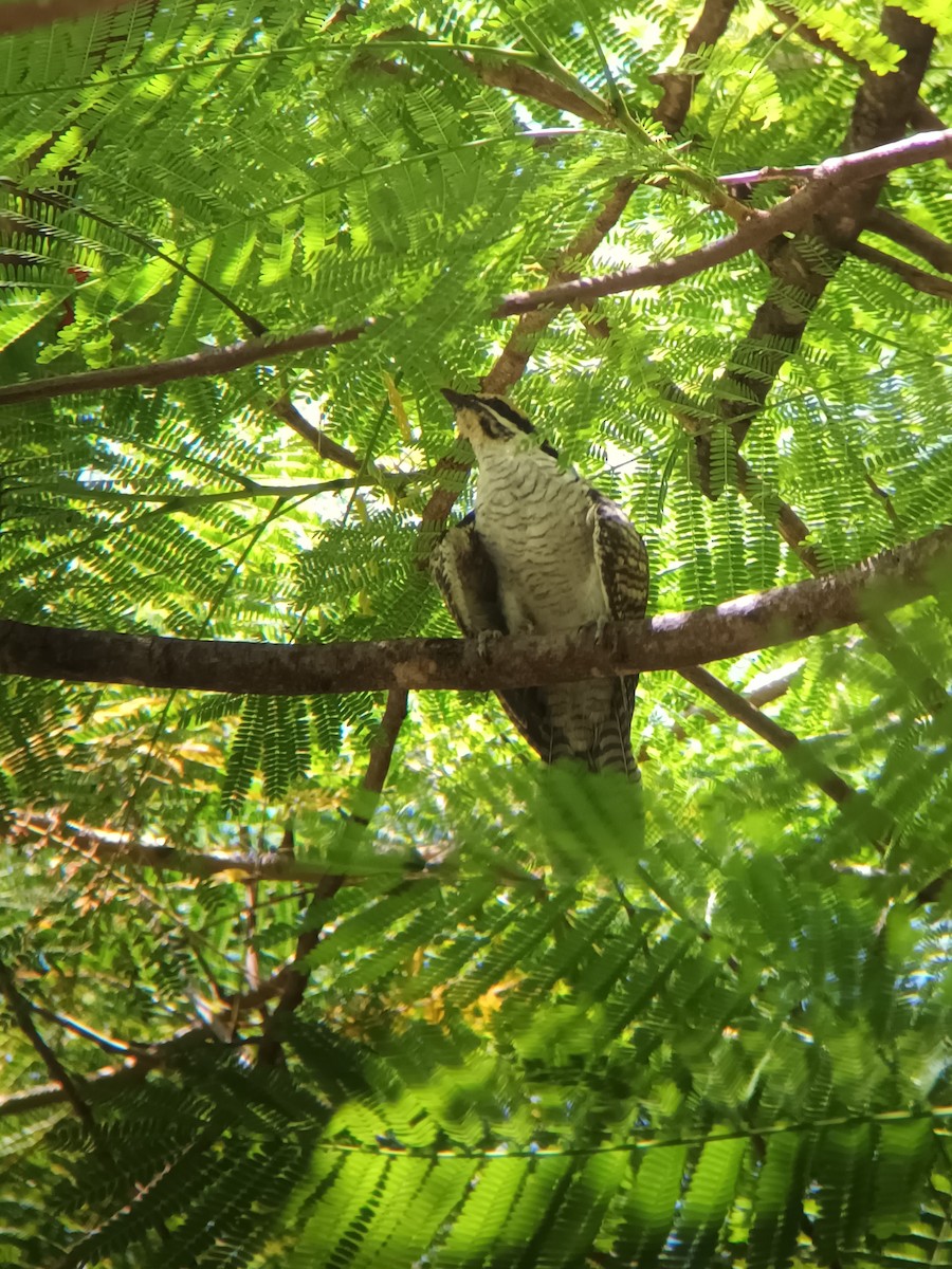 Pacific Koel - ML647210221