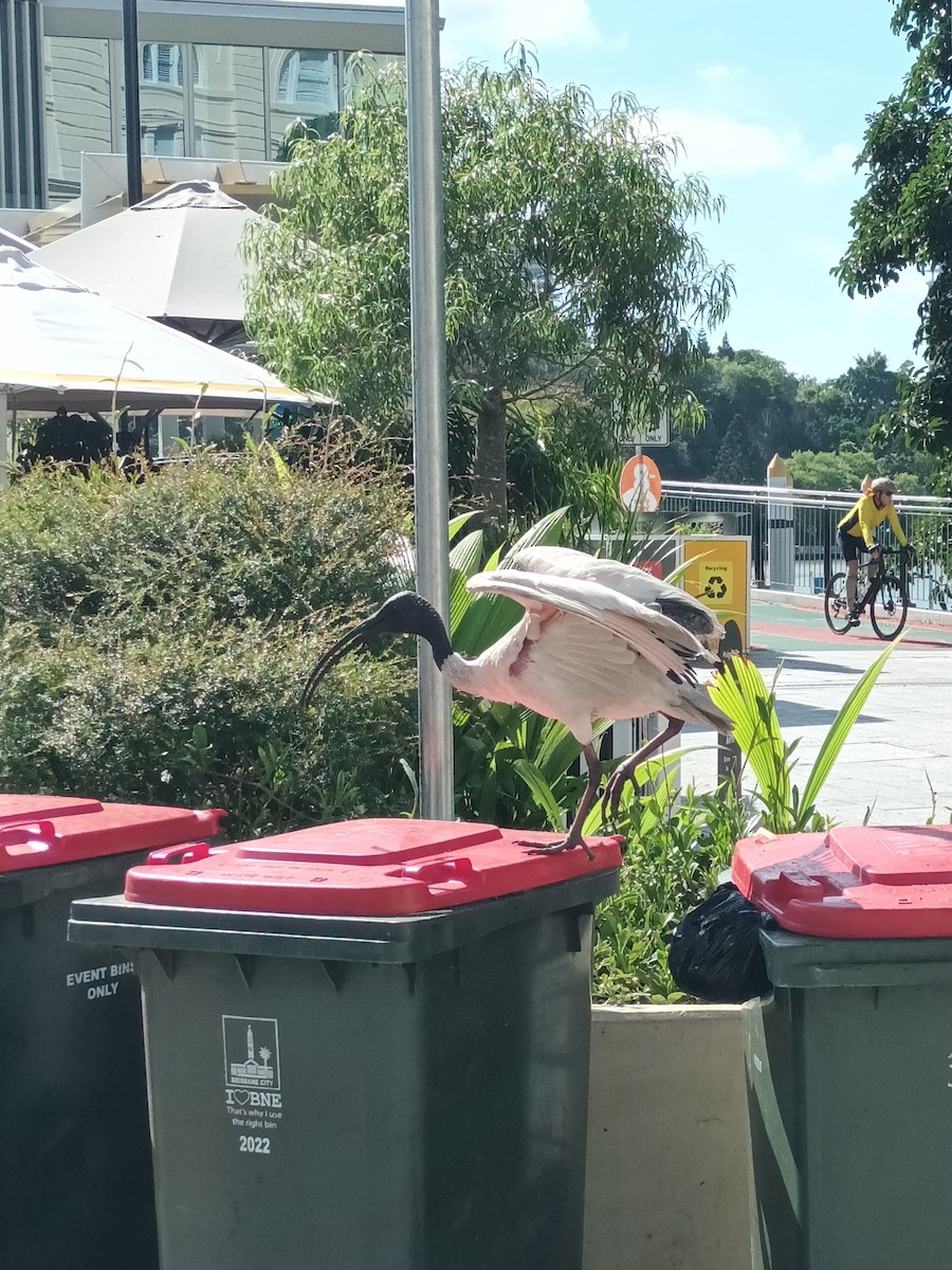 Australian Ibis - ML647210228
