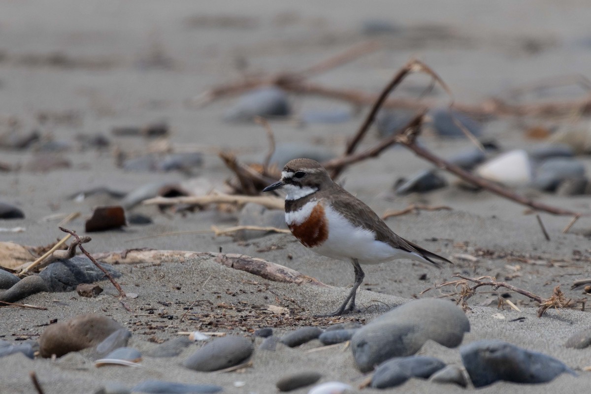 Double-banded Plover - ML647210229