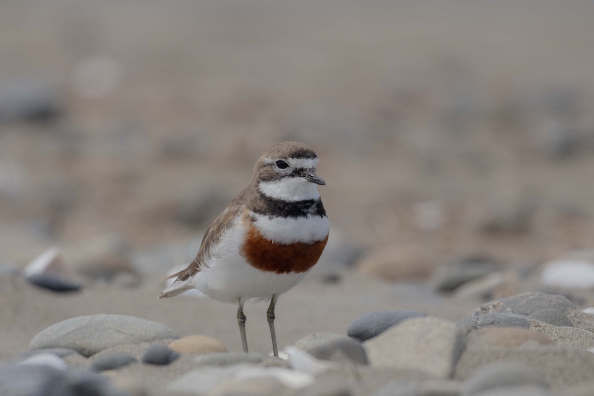 Double-banded Plover - ML647210230