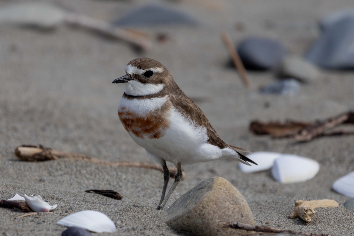 Double-banded Plover - ML647210231