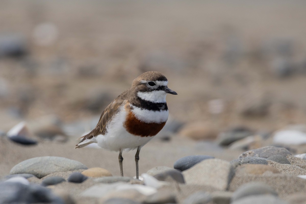 Double-banded Plover - ML647210232