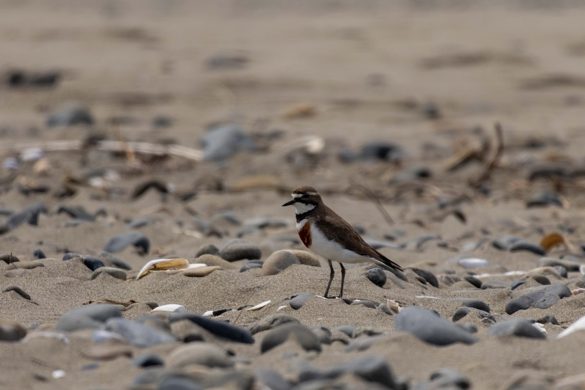 Double-banded Plover - ML647210233