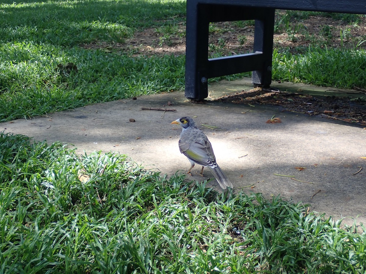 Noisy Miner - ML647210234