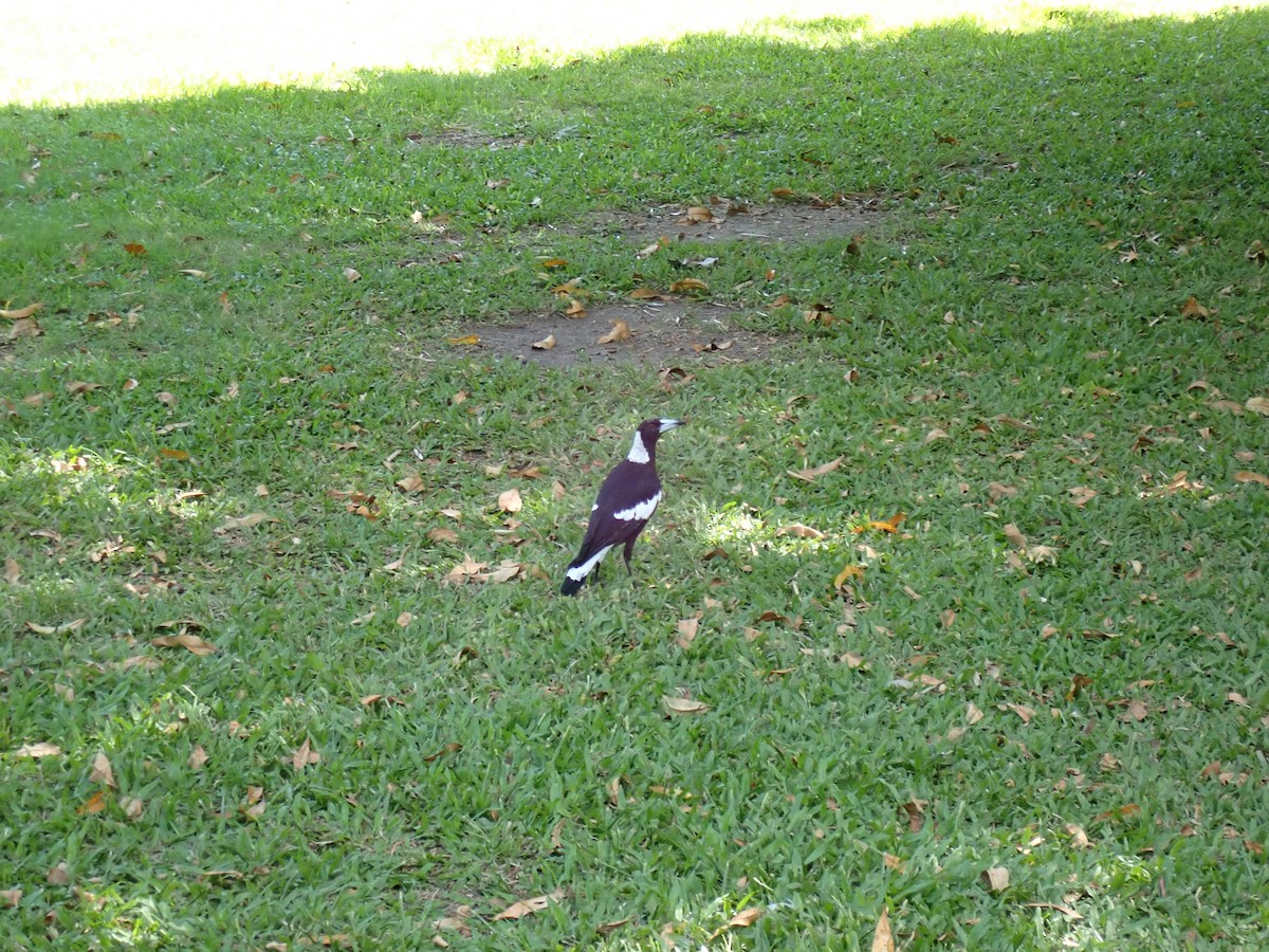Australian Magpie - ML647210239