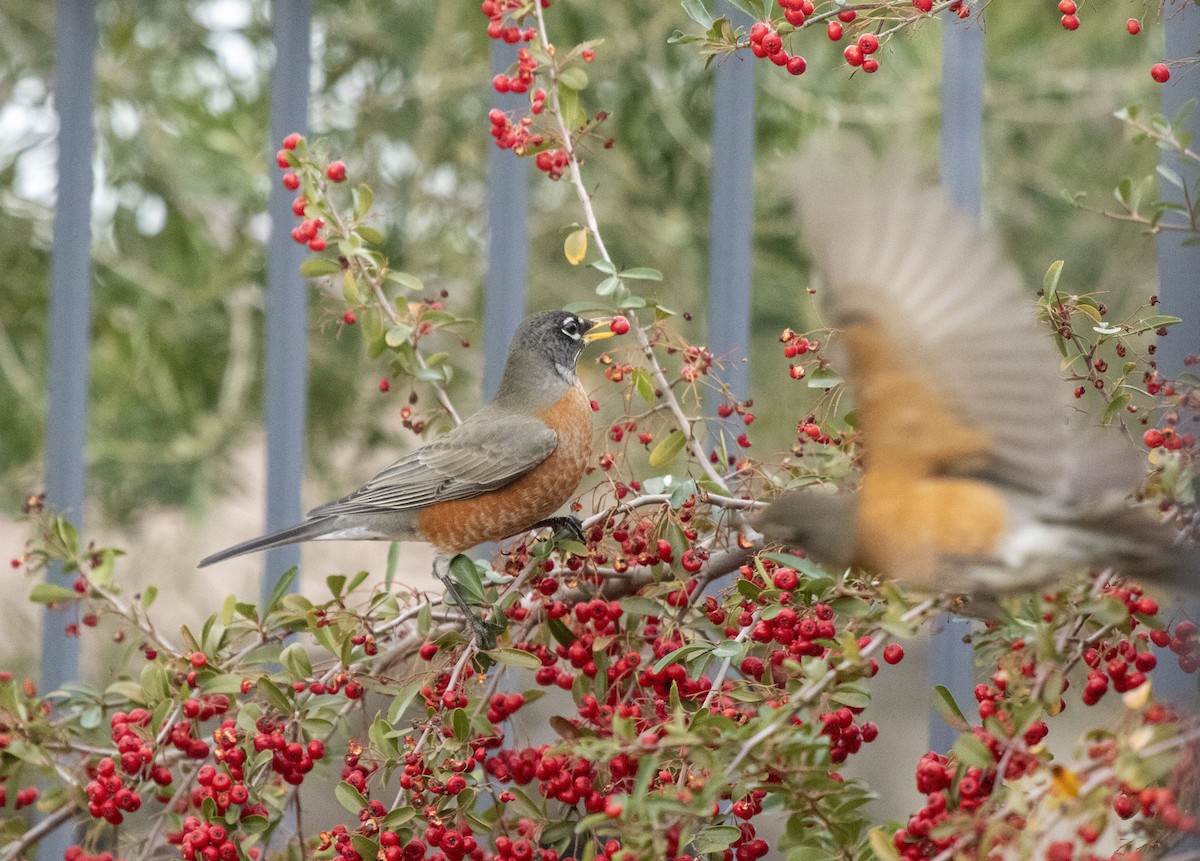 American Robin - ML647210240