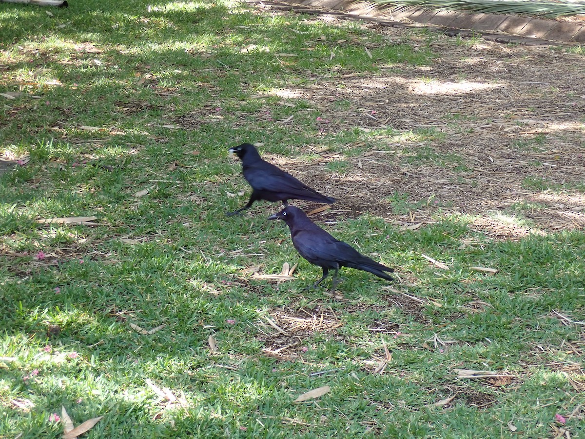 Torresian Crow - ML647210241