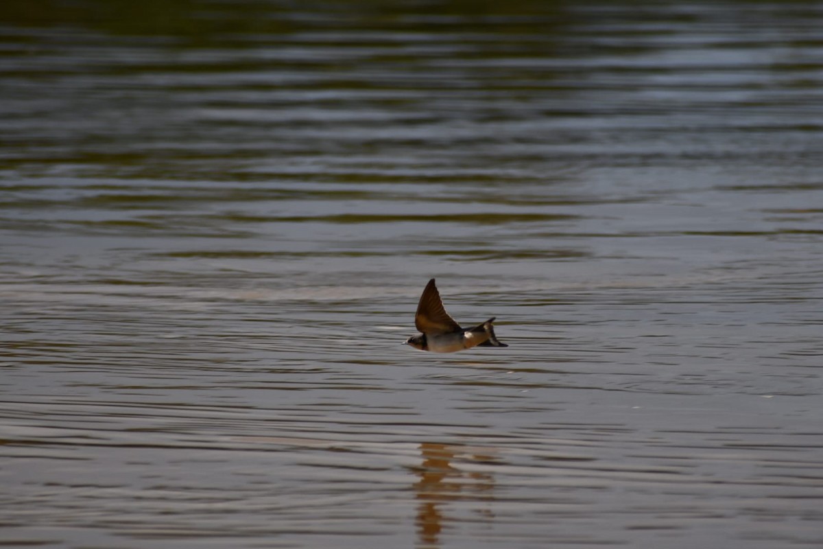 Асрын хараацай - ML647210253