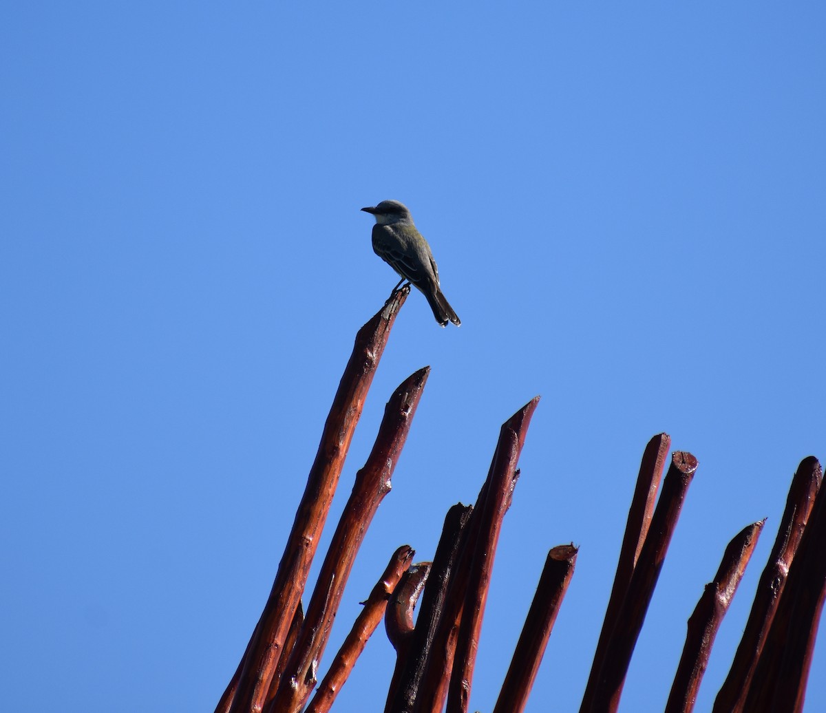 Tropical Kingbird - ML647210255