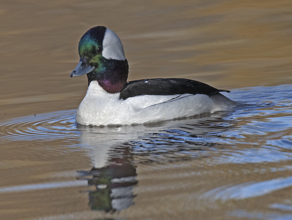 Bufflehead - ML647210257