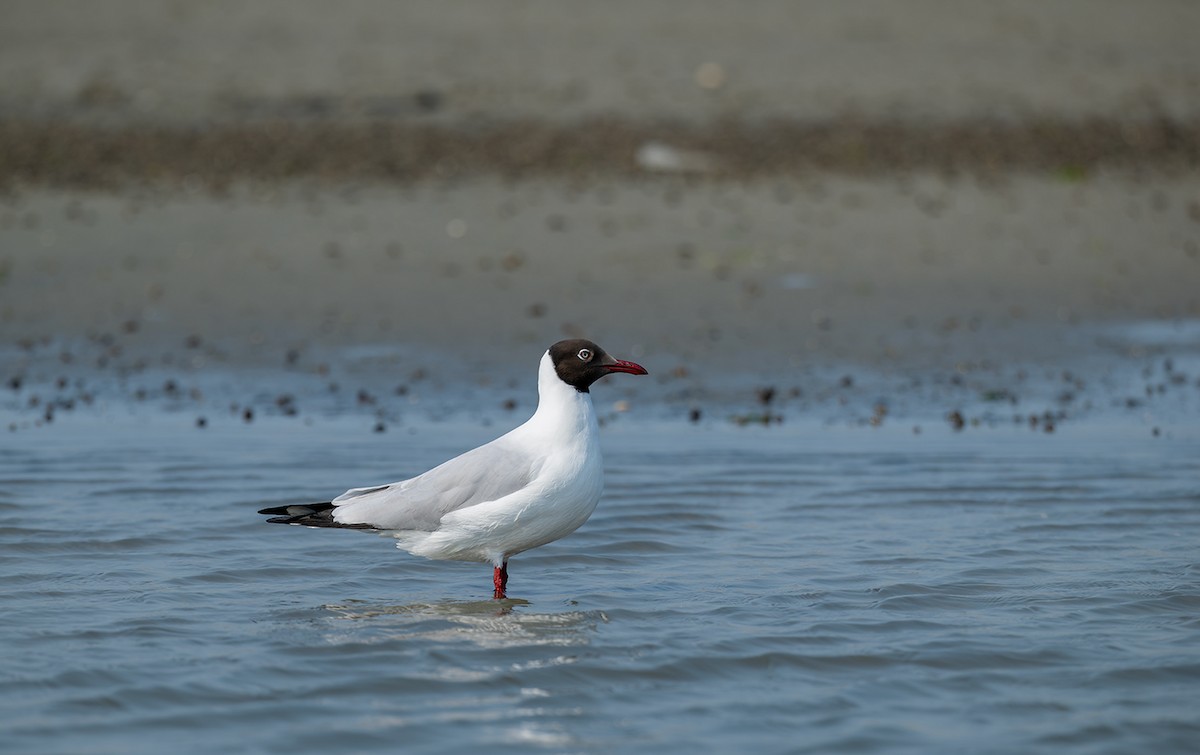 Буроголовая чайка - ML647210265