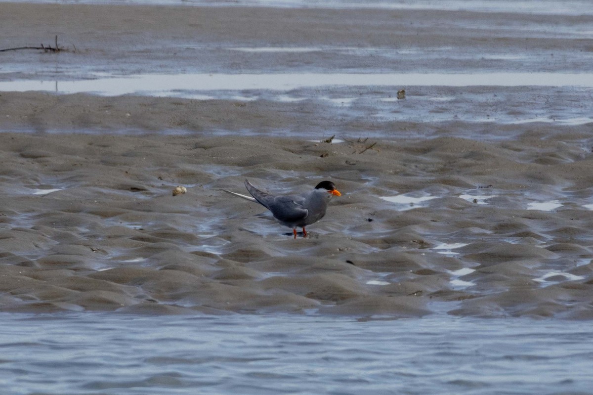 Black-fronted Tern - ML647210274