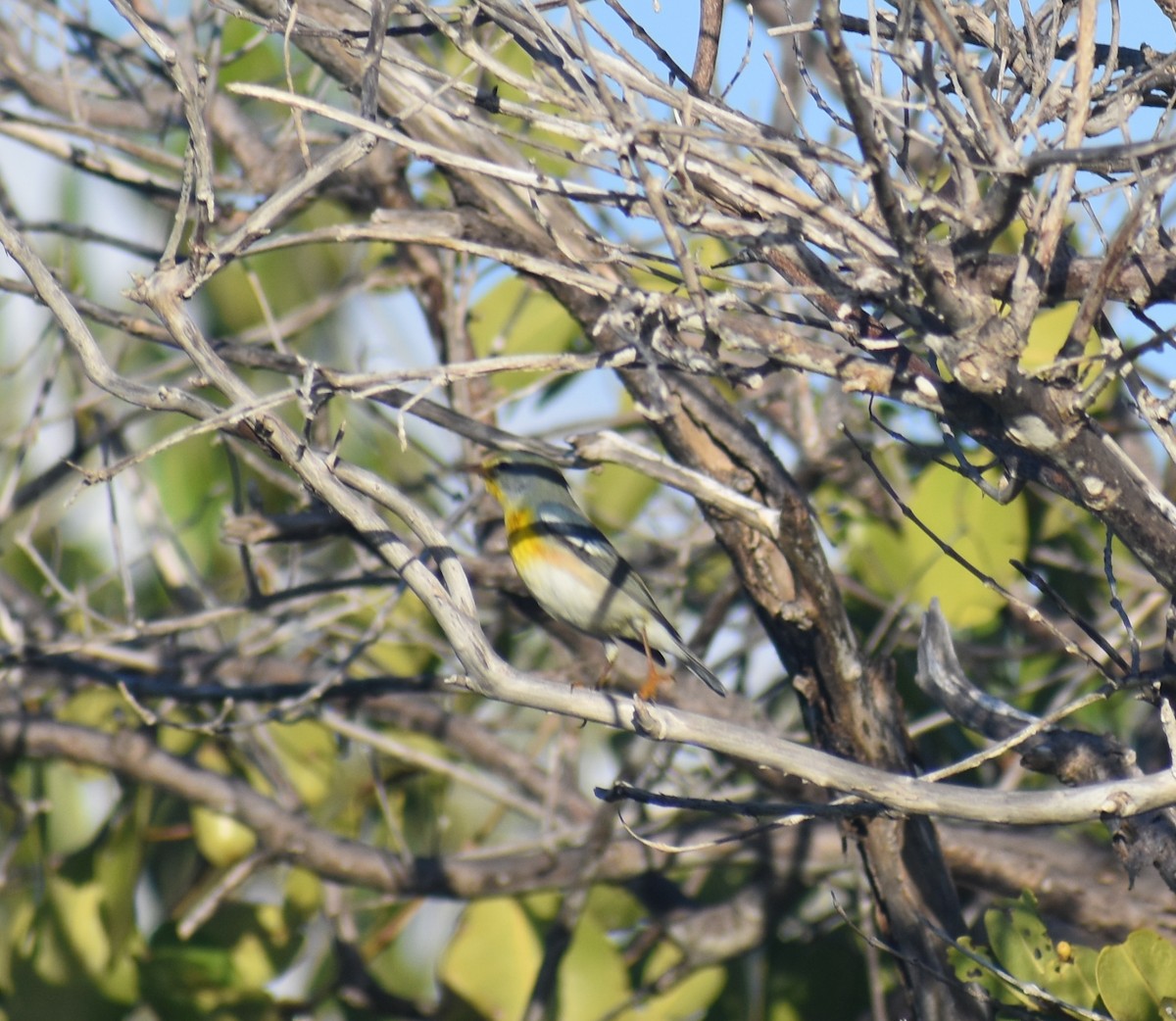 Northern Parula - ML647210275