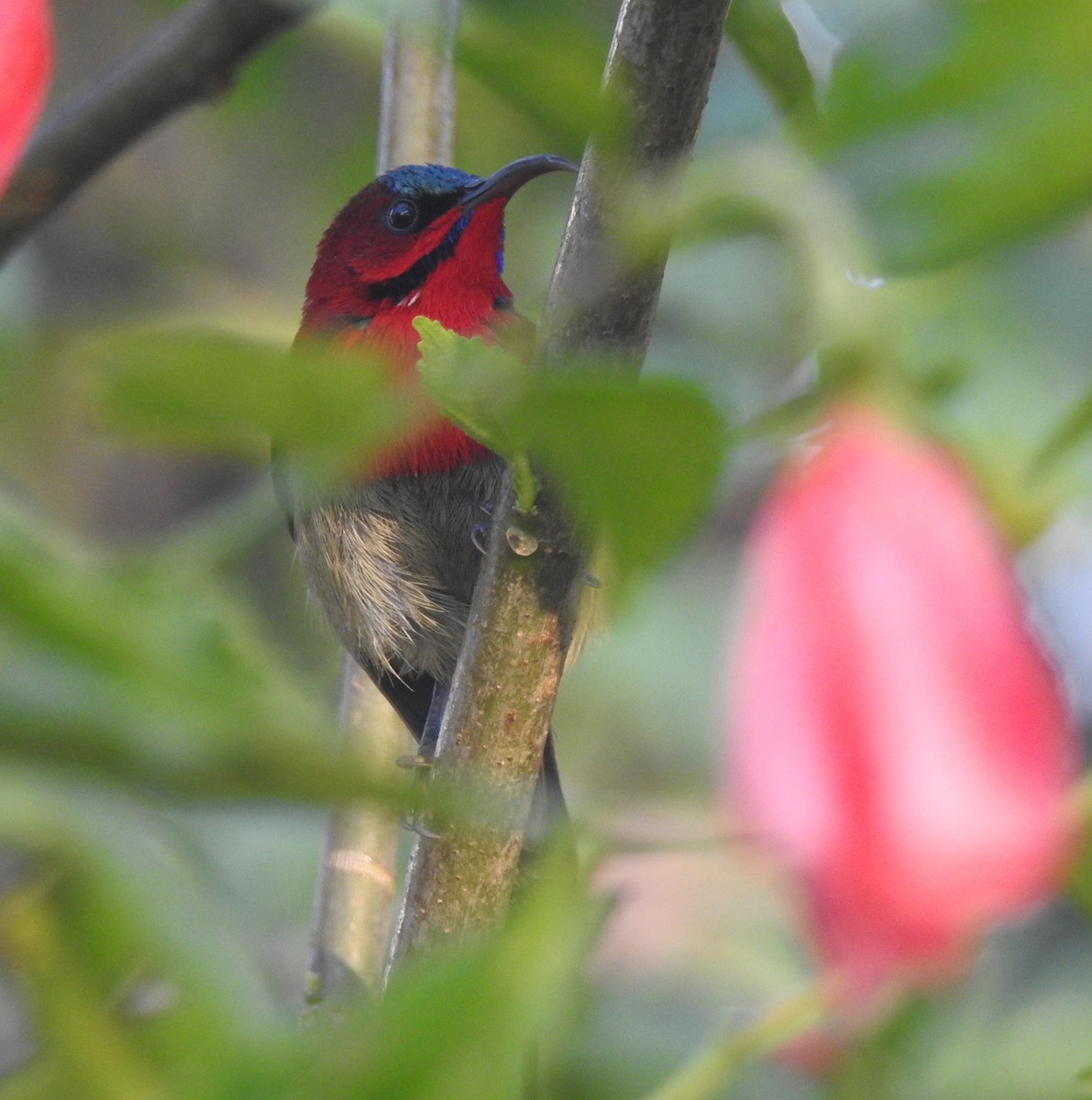 Crimson Sunbird - ML647210280