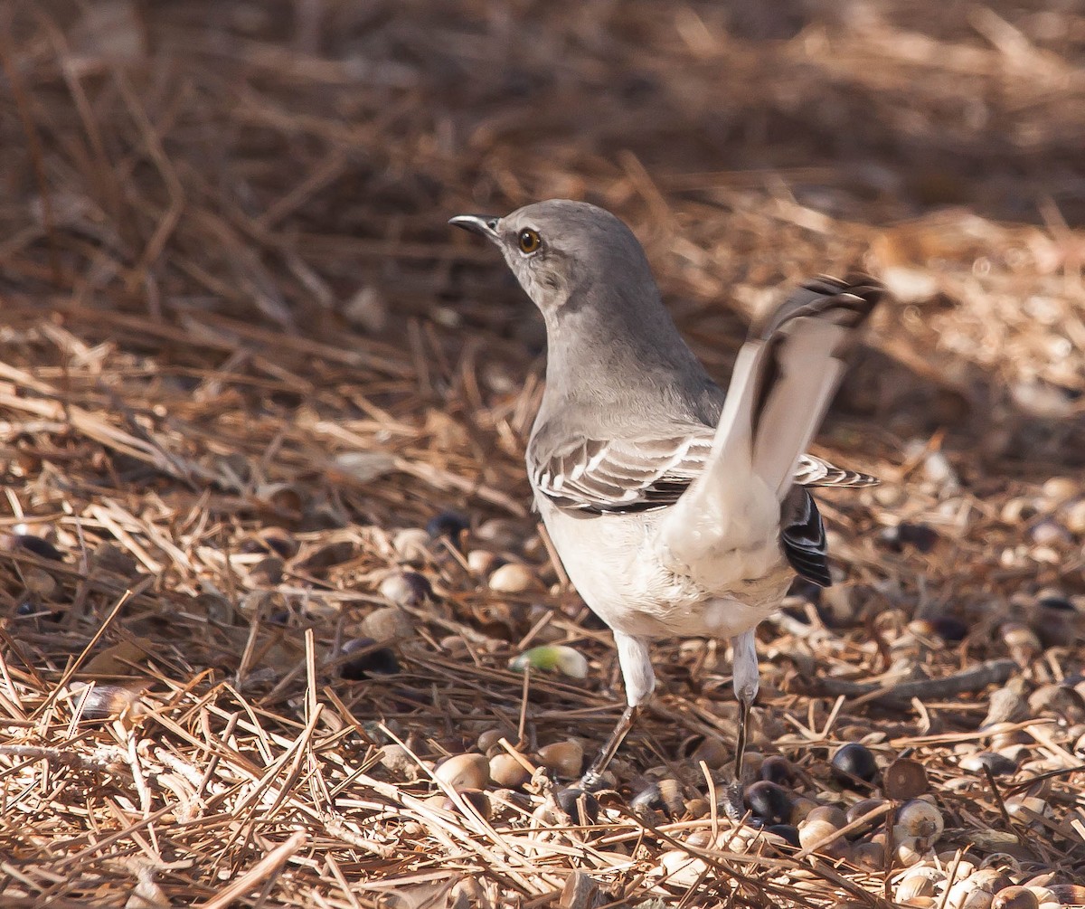 Northern Mockingbird - ML647210281