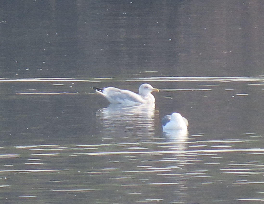 American Herring Gull - ML647210282