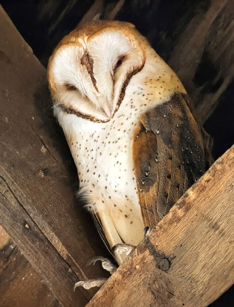 American Barn Owl - ML647210284