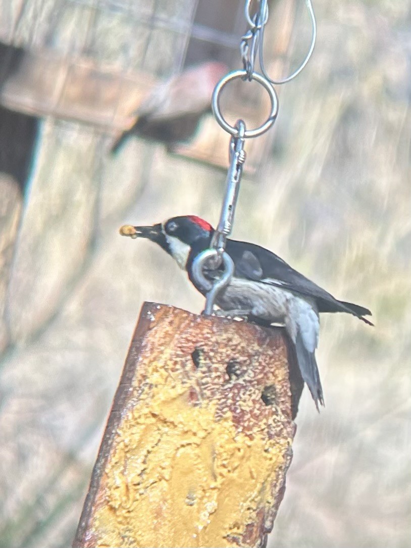 Acorn Woodpecker - ML647210285