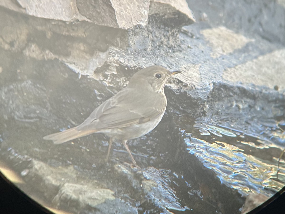 Hermit Thrush - ML647210290